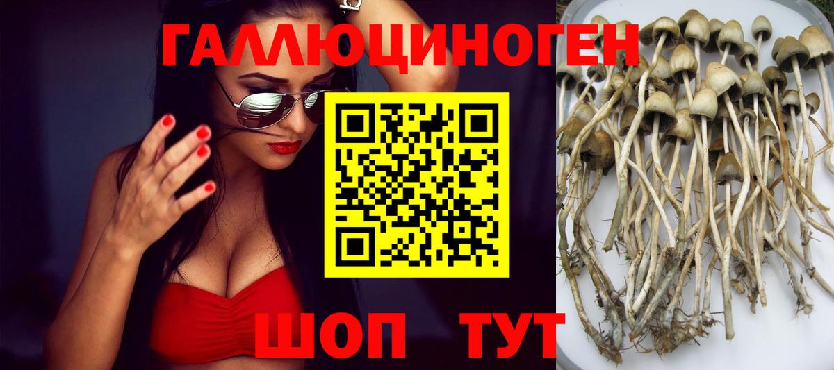Псилоцибиновые грибы Psilocybe  Вход с VPN  Северск 